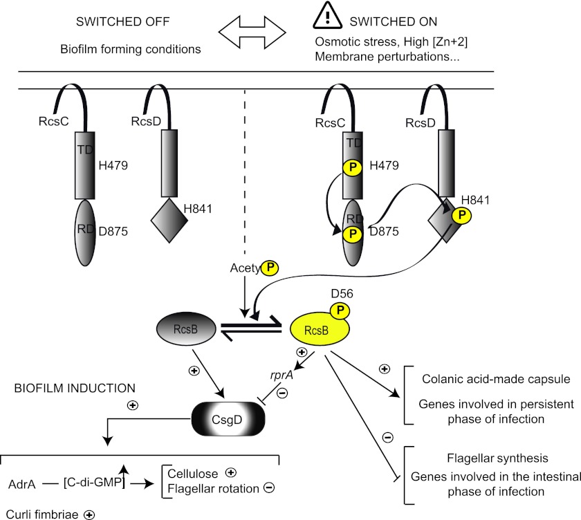 Fig 7