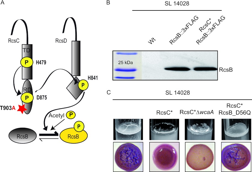 Fig 4