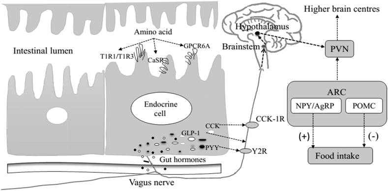 Fig. 1