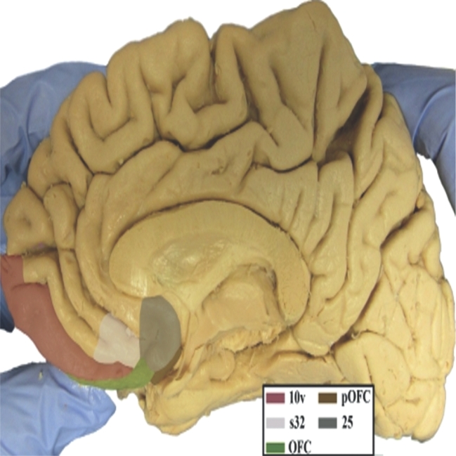 FIGURE 41.