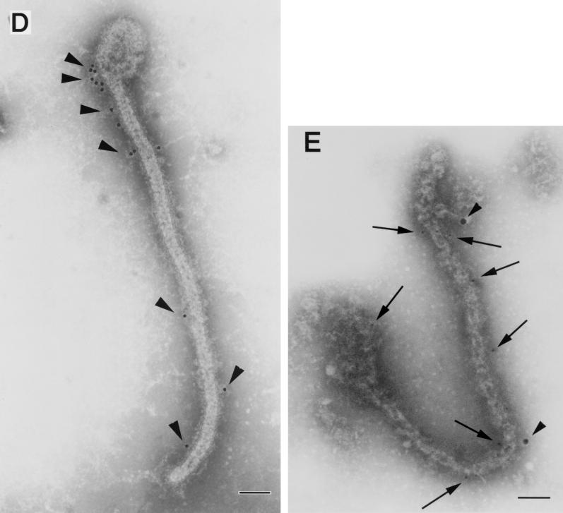 FIG. 6.