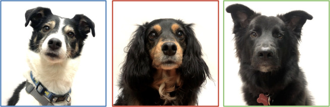 Pictures of the three actor dogs (respectively Dog1, Dog2, Dog3).
