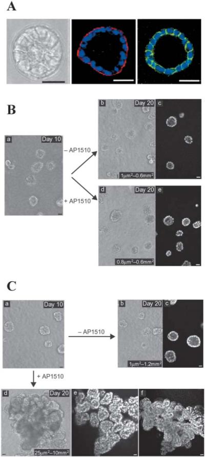 Fig. 6