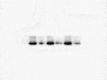 figs14