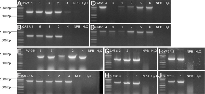 FIGURE 4