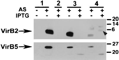 FIG. 5