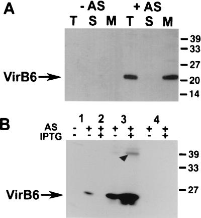 FIG. 1