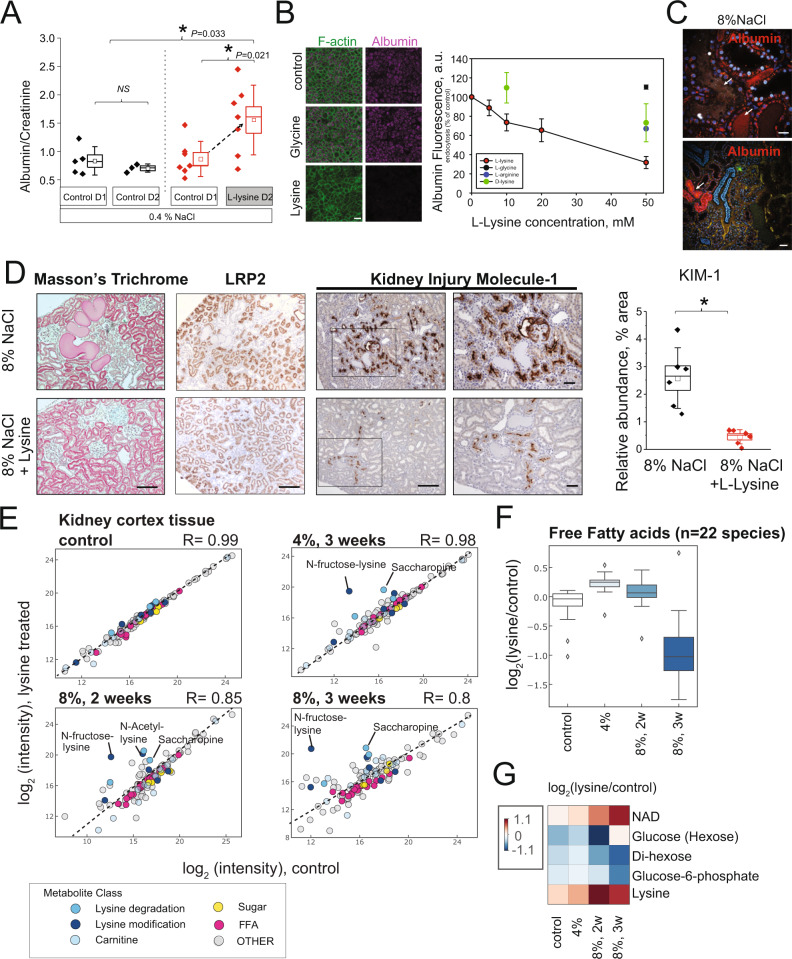 Accelerated lysine metabolism conveys kidney protection in salt ...