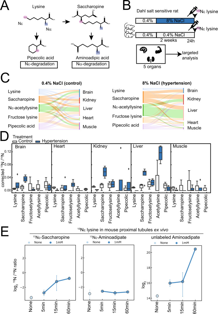 Accelerated lysine metabolism conveys kidney protection in salt ...