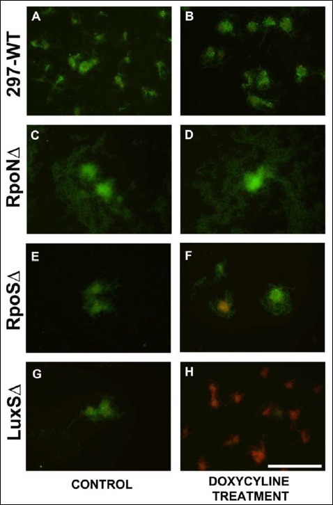 Fig. 10.