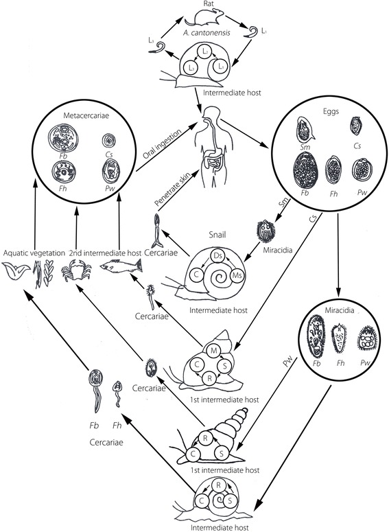 Fig. 1