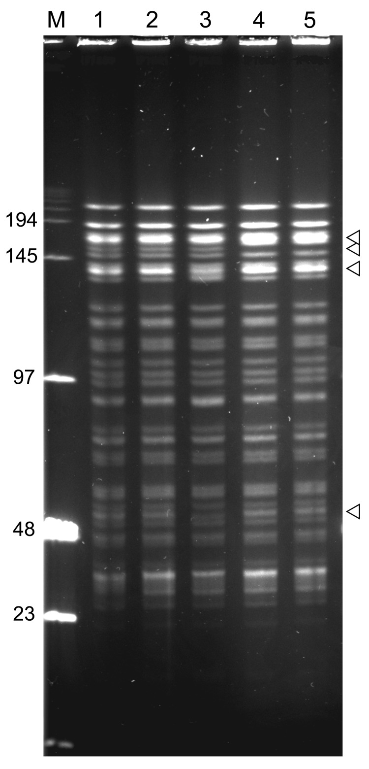 Figure 5