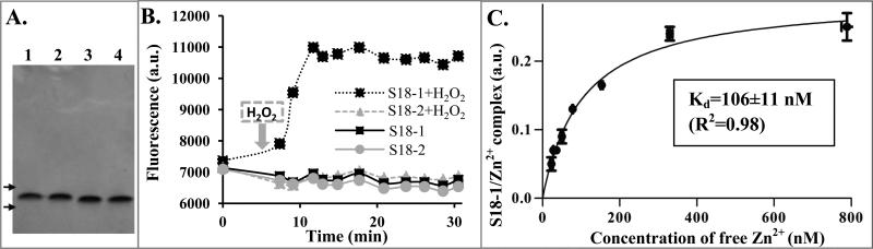 FIGURE 3