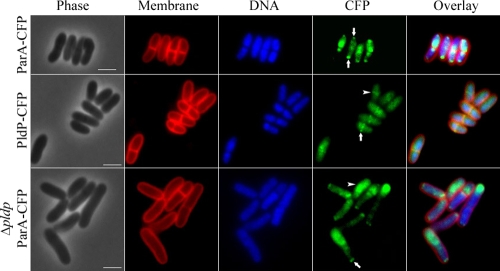 FIG. 4.