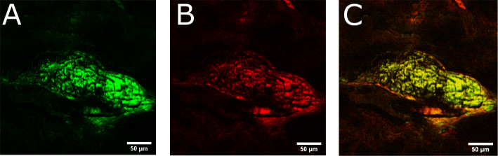 Fig. 7.