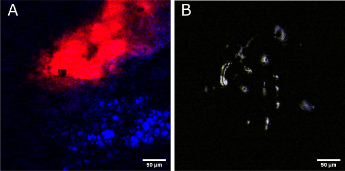 Fig. 9.