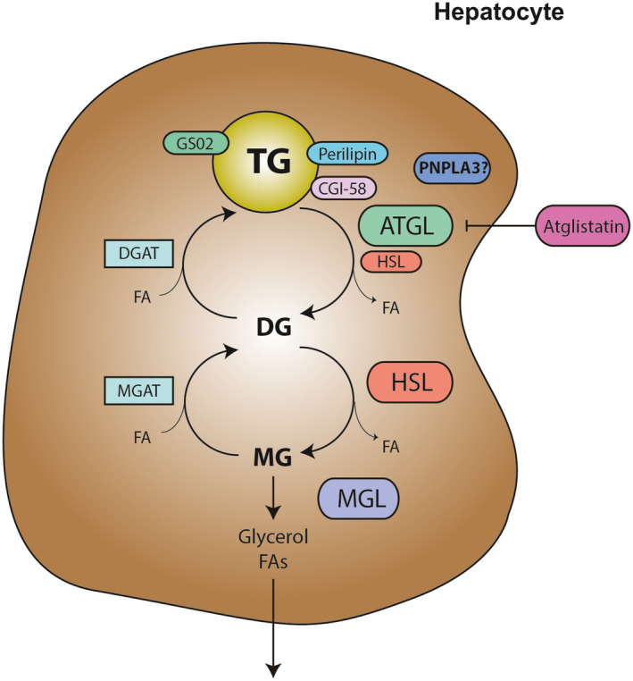 FIG. 1