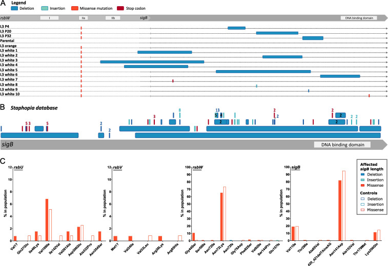 An illustration depicts the loss of SCV phenotype in N315 L3 isolates linked to SigB inactivation, demonstrated through sigB mutations analysis from various sources and their association with specific clinical isolates, contrasting controls.