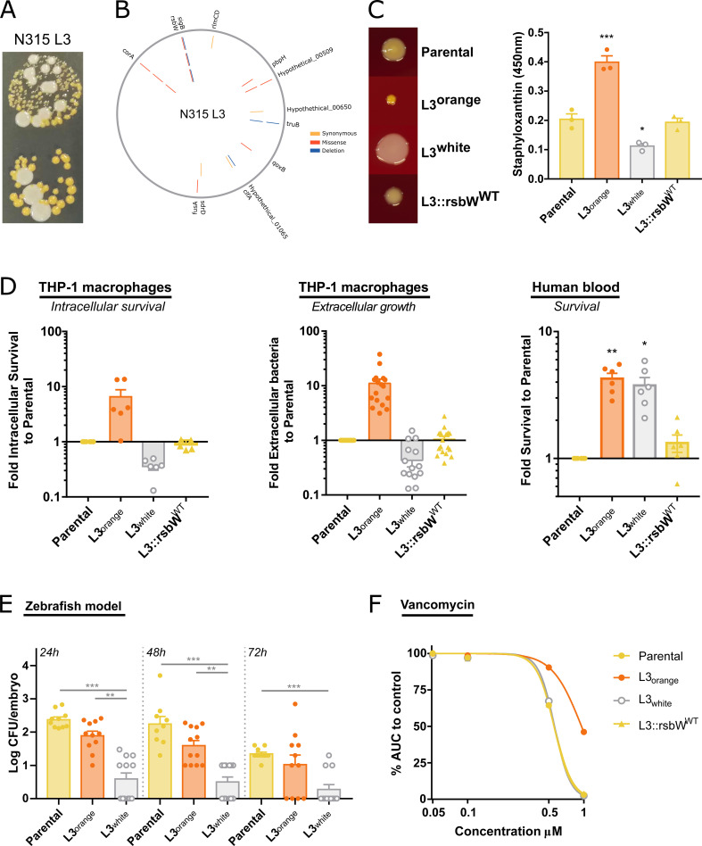 An illustration depicts the N315 lineage 3's hyper-pigmented SCV variant exhibits an unstable colony phenotype, with mutations in corA and rsbW affecting color and survival capabilities.