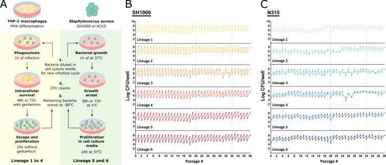 An illustration of S. aureus THP-1 macrophage infection protocol depicts differentiation, infection by N315 or SH1000 strains, gentamicin incubation, and bacteria multiplication. Control lineages grown in culture media alone.