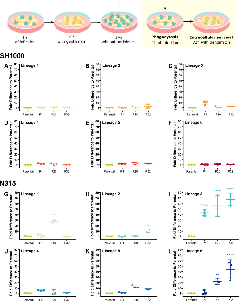 An illustration exhibits the increased fitness of N315 Lineage 3 isolates against THP-1 macrophage killing shown through infection cycles, gentamicin treatment, and survival rates comparison, demonstrating significant survival enhancements.