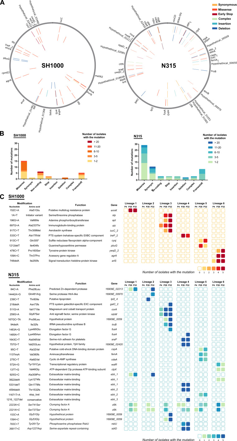 An illustration depicts S. aureus mutations during macrophage infections detailed by type and frequency across genomes and specific passage cycles. Highlights include the distribution of mutations and their prevalence in certain strains and cycles.