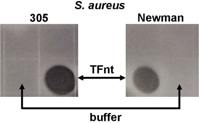 Figure 7.