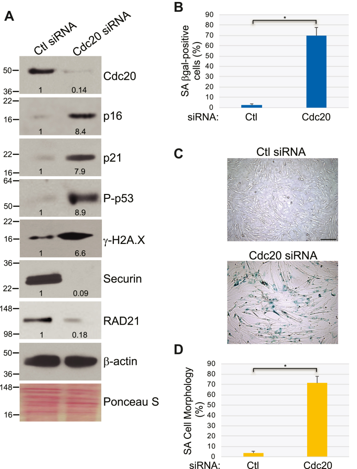 Figure 4