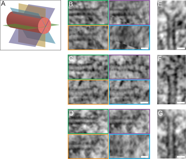 Figure 2—figure supplement 4.
