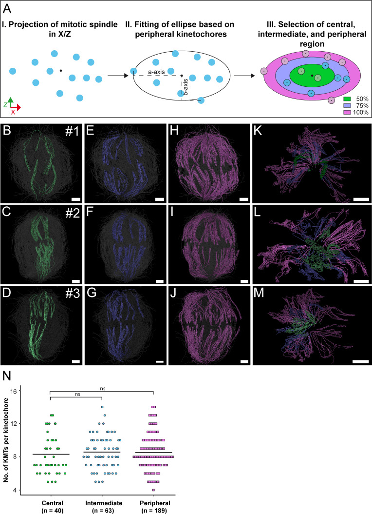 Figure 3—figure supplement 3.