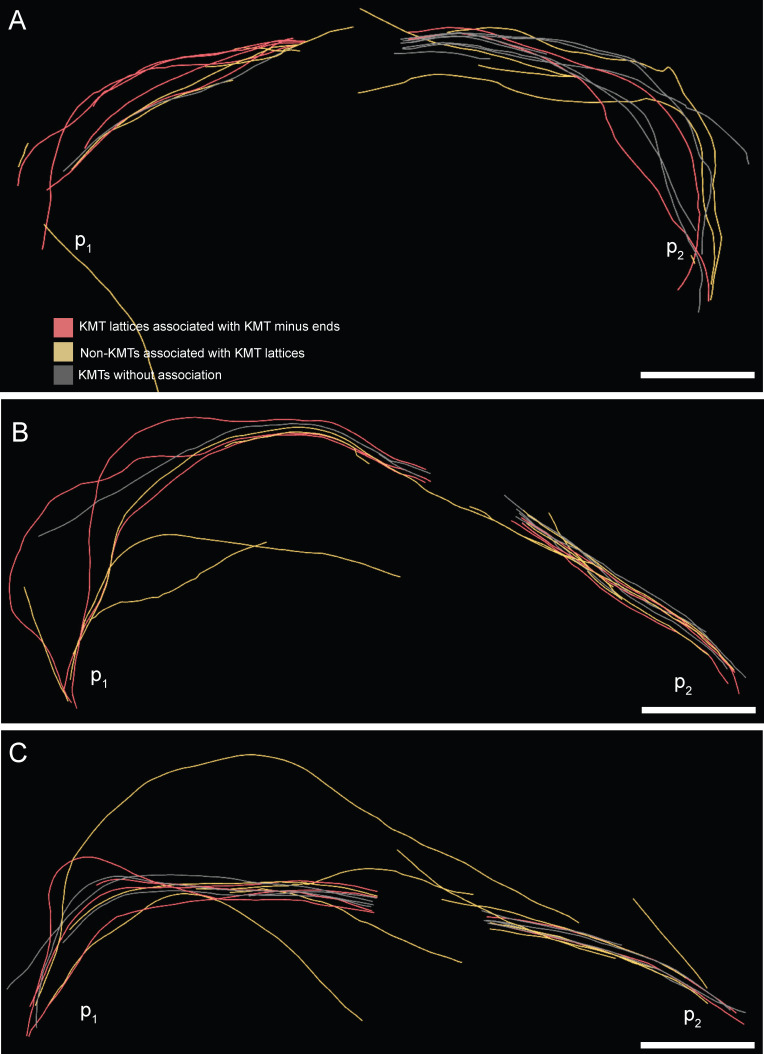 Figure 8—figure supplement 4.