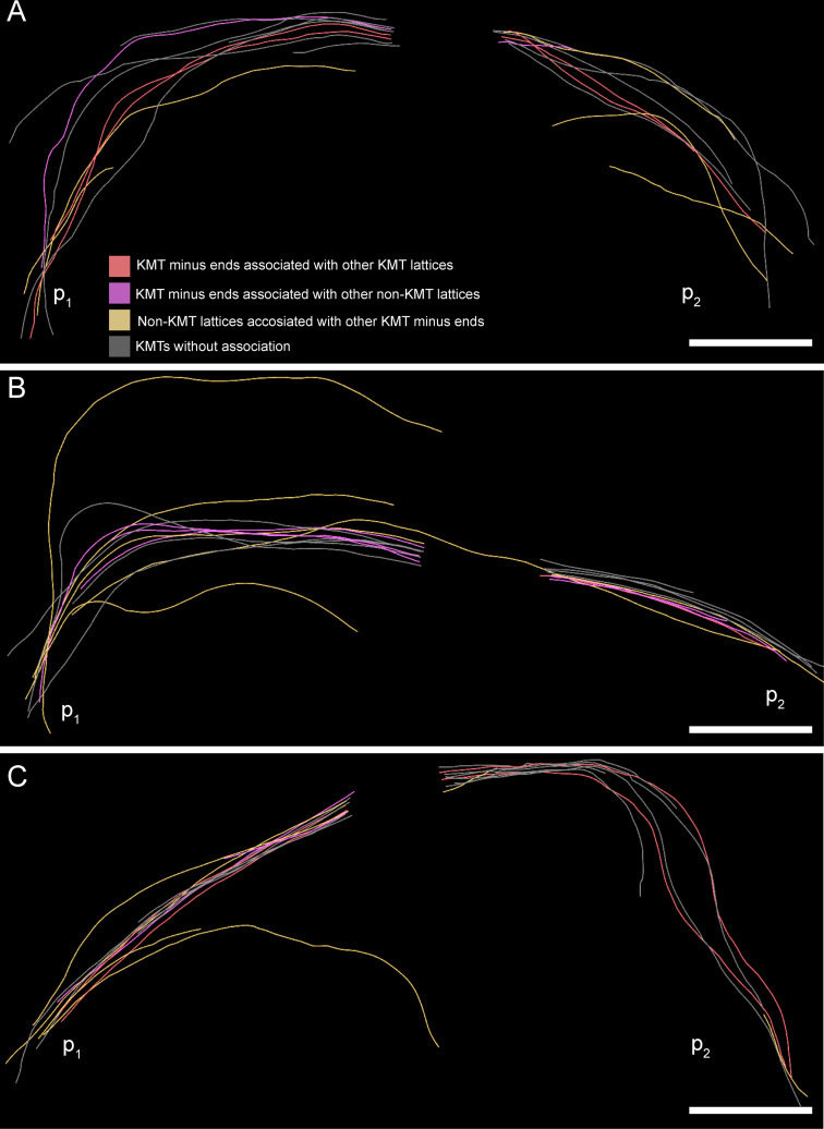 Figure 8—figure supplement 2.