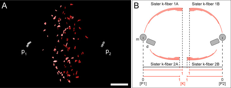 Figure 5—figure supplement 1.