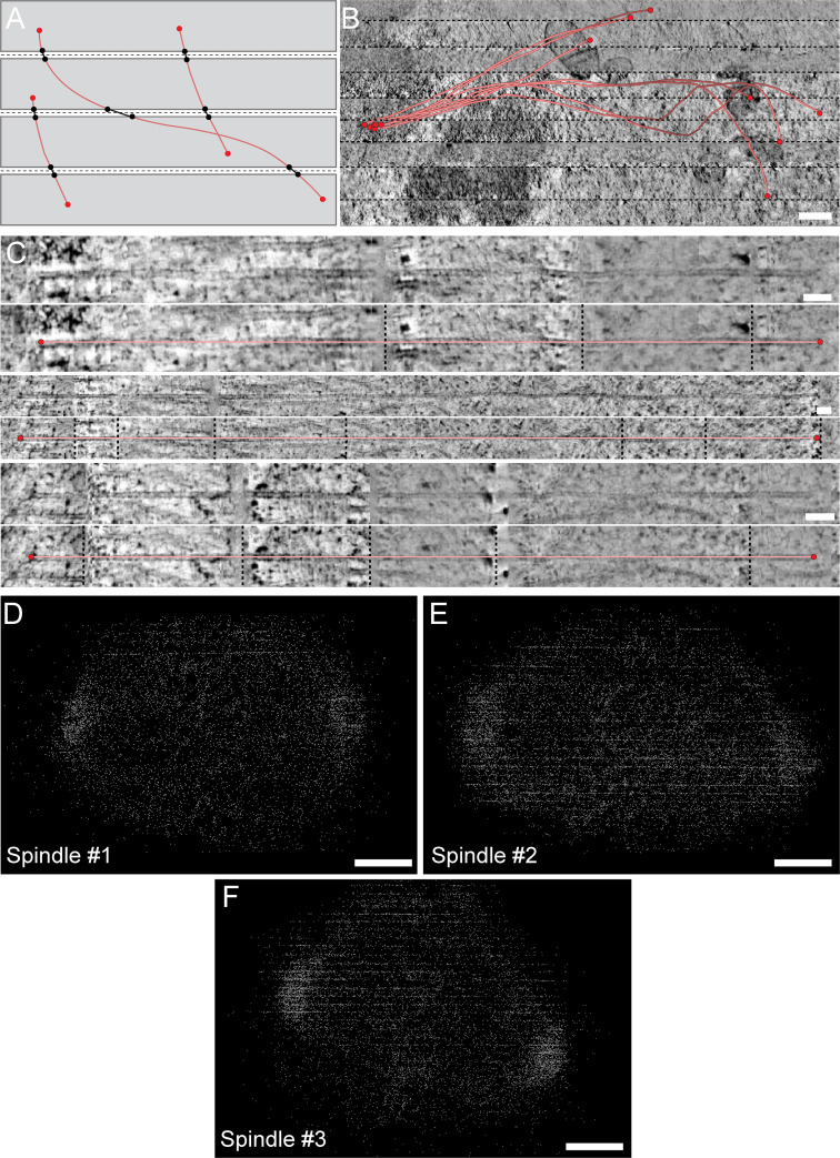 Figure 3—figure supplement 1.