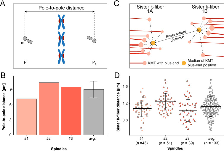 Figure 2—figure supplement 3.