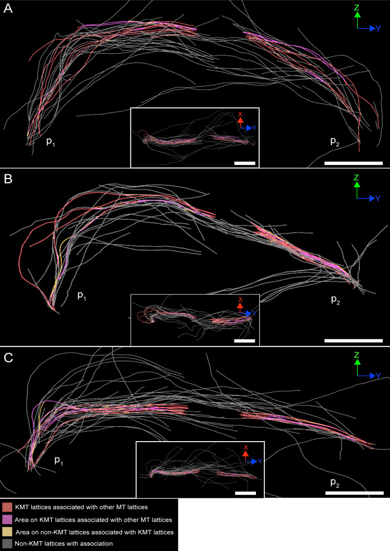 Figure 9—figure supplement 1.