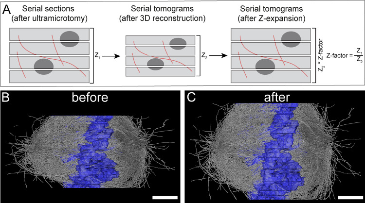 Figure 2—figure supplement 2.