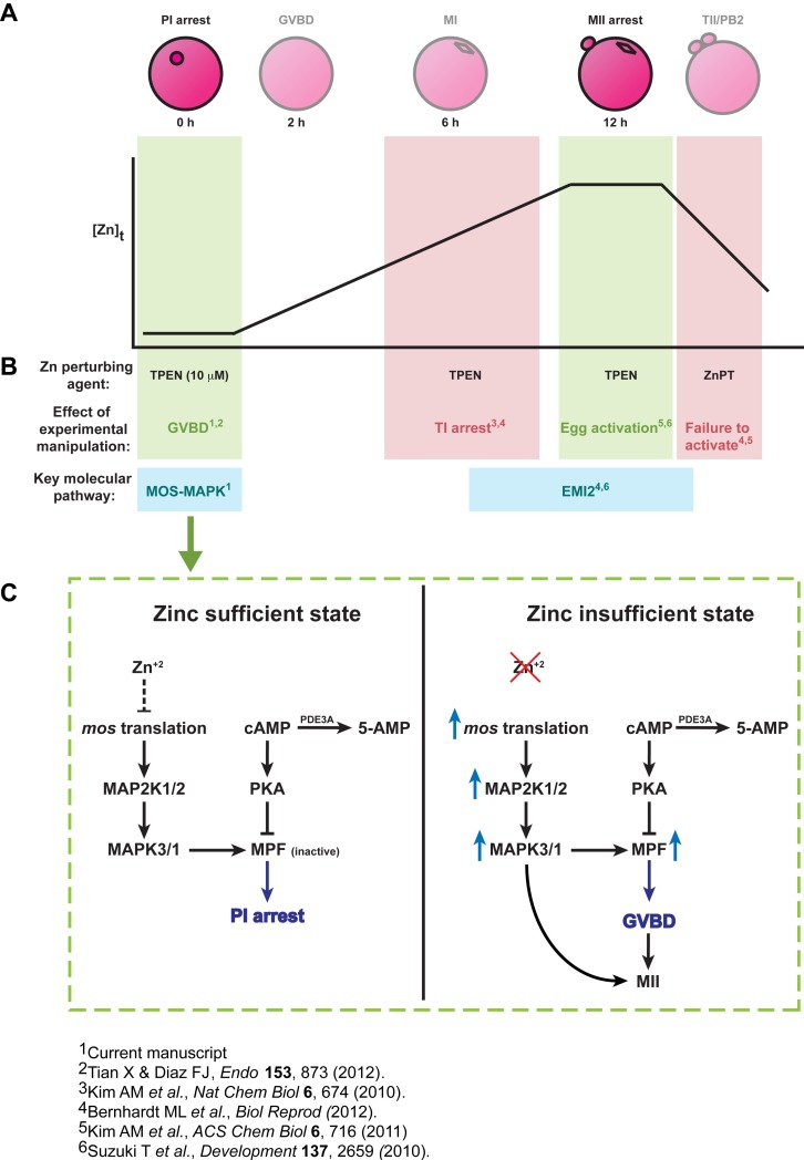 FIG. 6. 