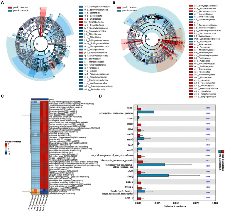 Metabolic Improvements Of Novel Microbial Fermentation On Black Tea By 