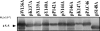 FIG. 7.