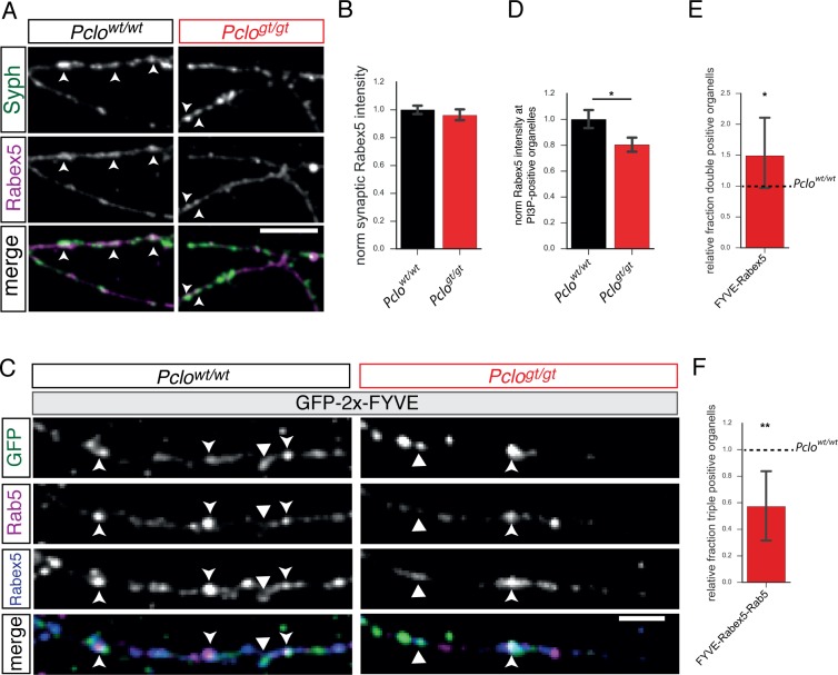 Figure 5—figure supplement 1.