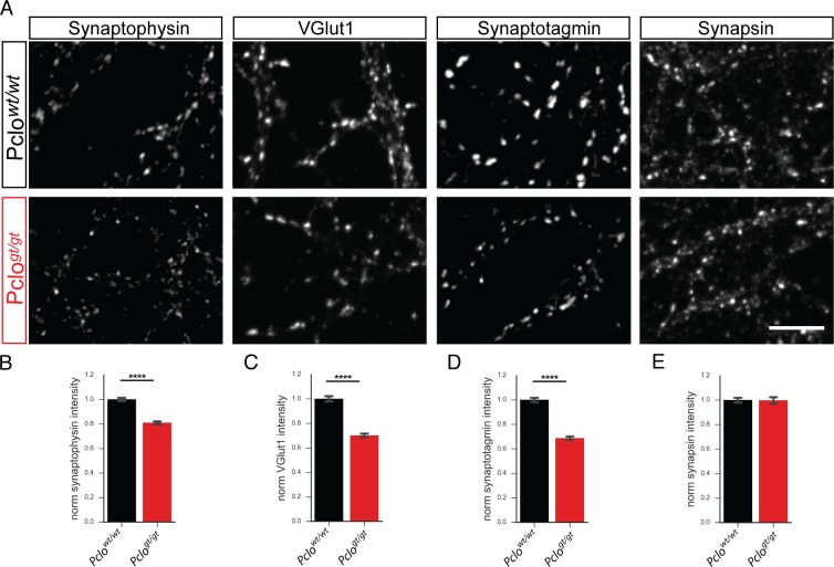 Figure 1—figure supplement 1.