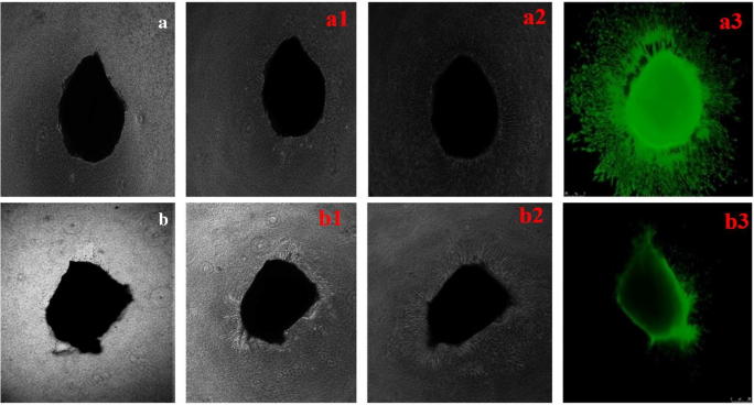 Fig. 13