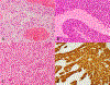 Fig. 1. –