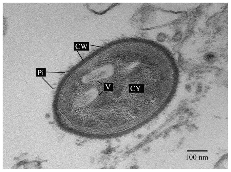 Fig. 6