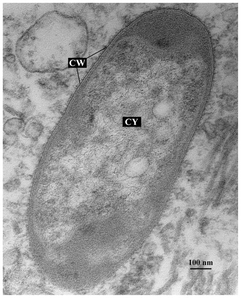 Fig. 5