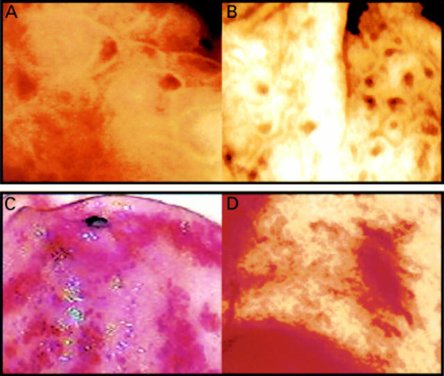 Figure 1  