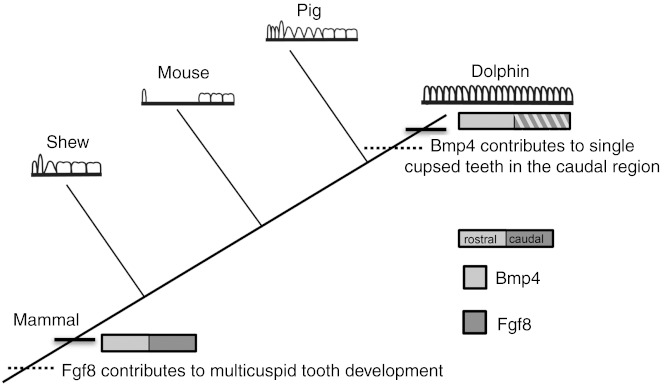 Figure 7