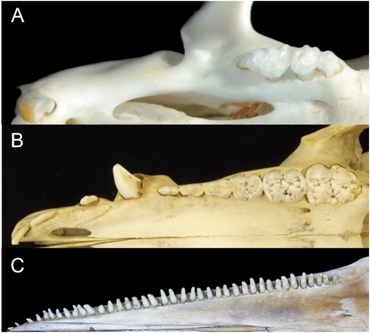 Figure 1