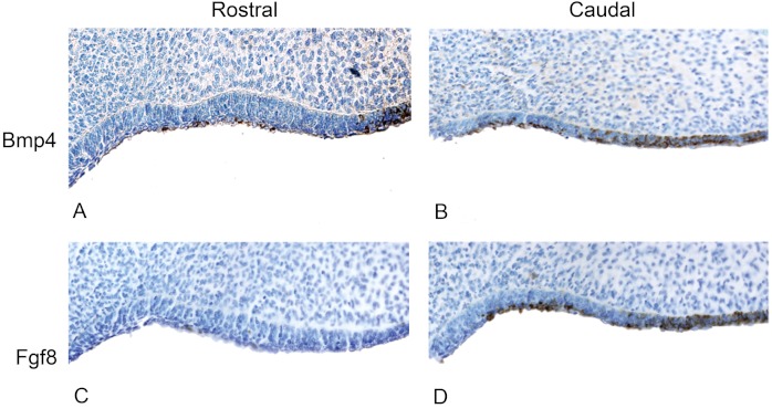 Figure 5